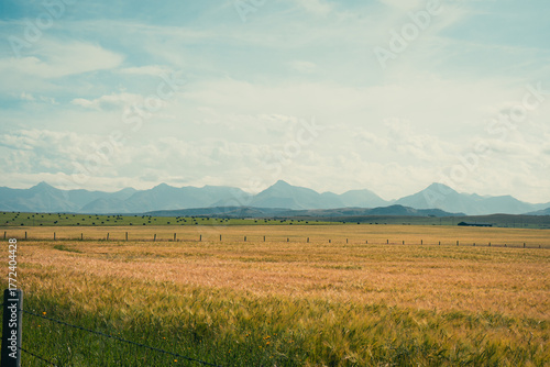 Golden field stretching to distant mountains under a vast, open blue sky.