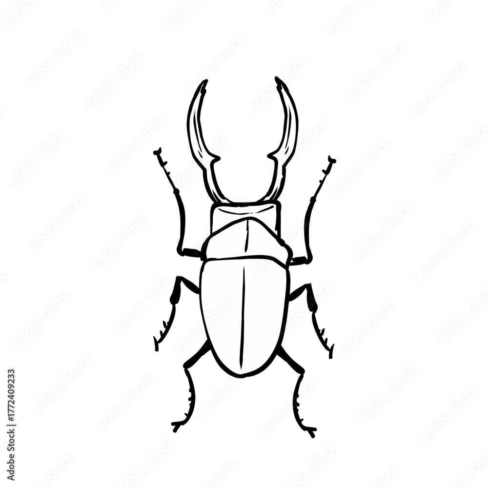 Fototapeta premium Line illustration of a beetle
