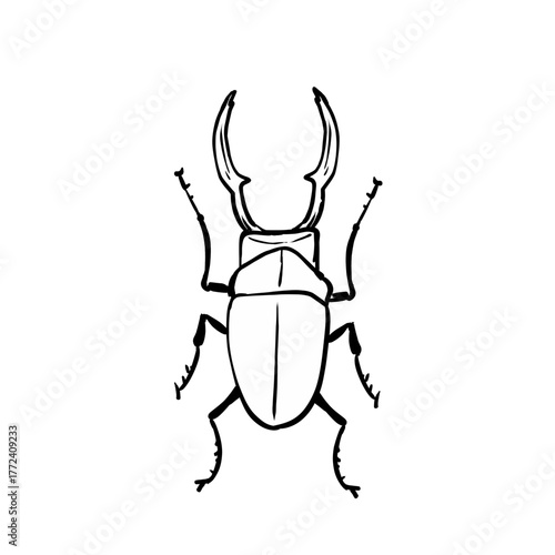 Line illustration of a beetle