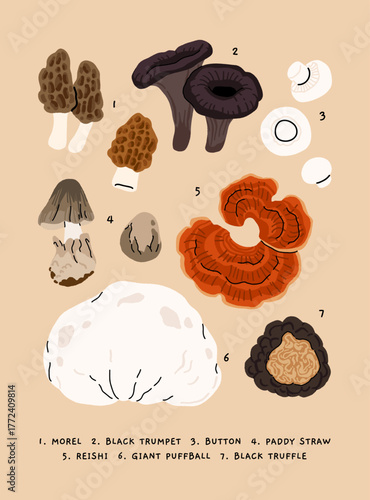 Flat vector illustration of edible mushrooms poster, morel, black trumpet, button mushroom, paddy straw, reishi, giant puffball, black truffle. Botanical educational illustration in minimalist style.