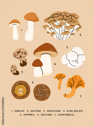 Flat vector illustration of edible mushrooms poster. porcini, maitake, matsutake, king bolete, puffball, shiitake, chanterelle. Botanical educational chart in flat minimalist style.