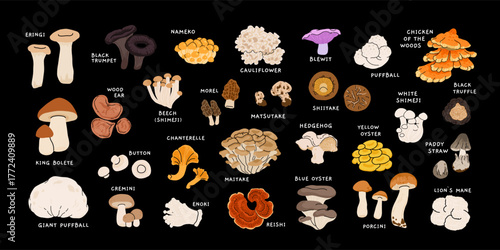 Set of edible mushrooms vector illustration. Colorful flat cartoon encyclopedia page with popular wild, gourmet and medicinal fungi species isolated on white background.