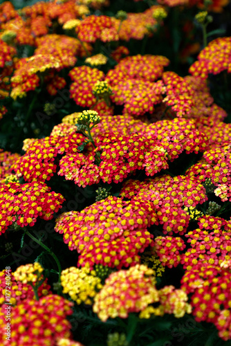 Close up flowers summer flowering herbaceous perennial achillea millefolium milly rock red.