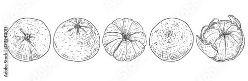 Ripe tangerines and peeled tangerines. Vector illustration isolated on white background.