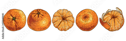 Ripe tangerines and peeled tangerines. Vector illustration isolated on white background.