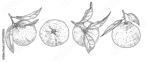 Ripe tangerines with leaves. Vector illustration isolated on white background.