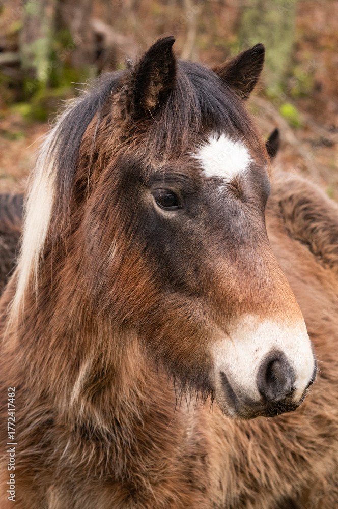 Obraz premium differents chevaux