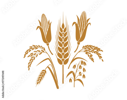 Spike wheat or barley vector symbol, with an ear and grain, cereal corn, rye, and rice crops, representing agriculture, and an oat plant. A golden organic illustration.