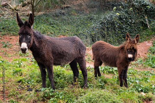 differents chevaux