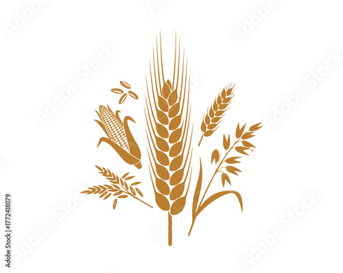 Icon of spike wheat or barley, including an ear and grain, cereal corn, rye, and rice crops, an agriculture symbol, and an oat plant. Golden organic illustration.