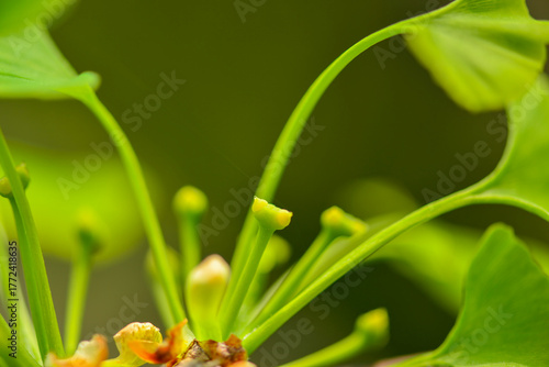 Canvastavla The female flower of Ginkgo biloba appears on short branches, later forming yellow fruits that ripen in autumn