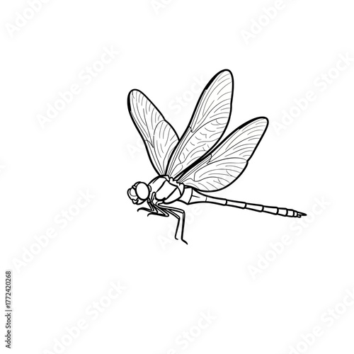 Dragonfly illustration in flight with detailed wings and body.