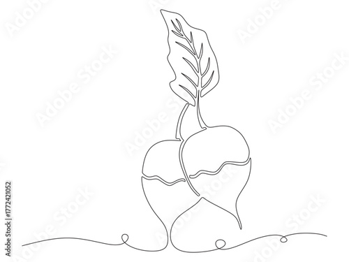 radish vegetable continuous l...