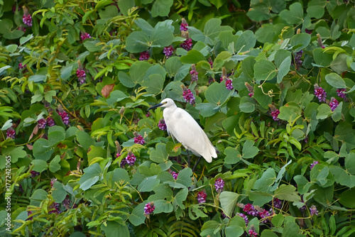 枝にとまったコサギの周りにクズが花盛りになっている風景