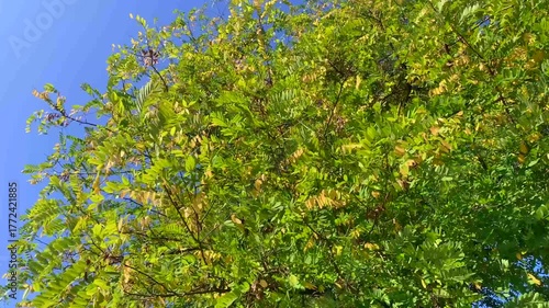 Leaves of black locust (Robinia pseudoacacia), an invasive plant