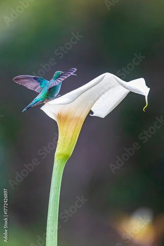 Hummingbird, South East, Central America, South America,	Costa Rica,