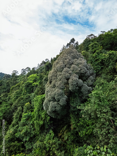Beautiful rainforest trees, biodiversity in Malaysia.