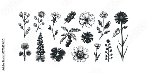 Collection of hand drawn botanical elements and flowers