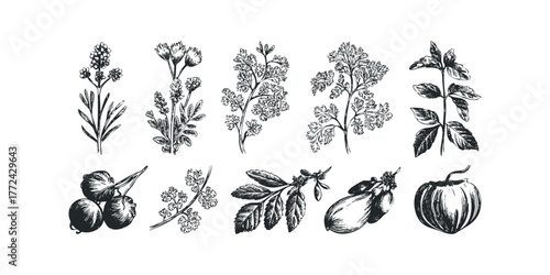 Collection of Hand-Drawn Herbs and Produce