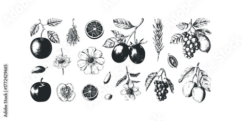 Set of botanical line drawings featuring fruits and flowers