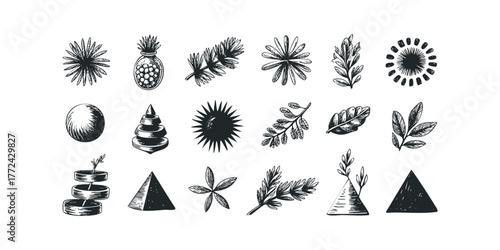 Hand Drawn Botanical and Geometric Elements Collection