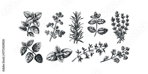 Collection of Hand Drawn Herb Sprigs