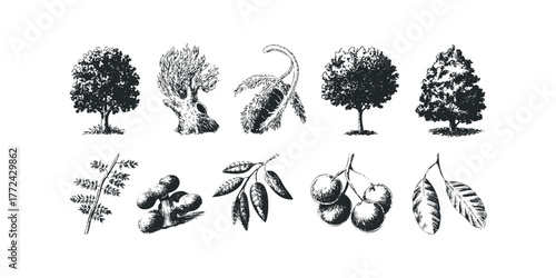 Collection of Hand Drawn Trees and Fruits