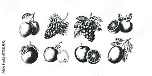 Collection of illustrated fruits with leaves and stems