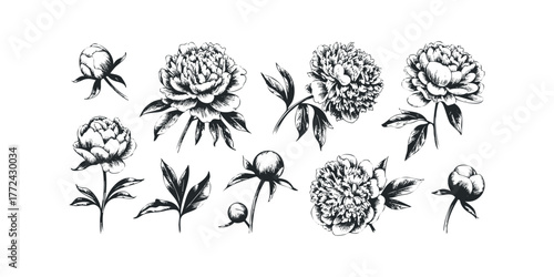 Peony flower sketch collection with buds and leaves