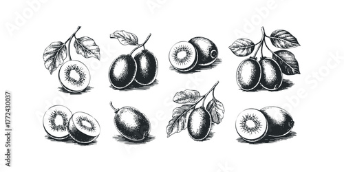 Collection of Kiwi Fruits and Leaves in Sketch Style