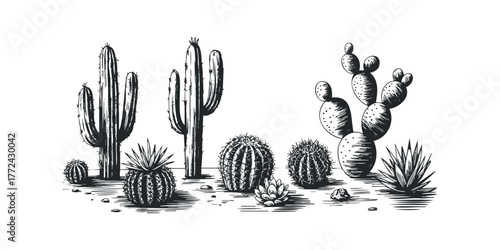 Line Drawing of Various Cacti and Succulents