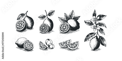 Woodcut Style Lemons with Leaves and Blossom