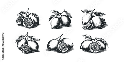 Hand-drawn lemons with leaves and slices on white background