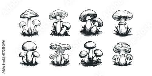 Eight Hand Drawn Fungus Varieties on White Background