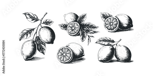 Hand drawn lemons on branches with leaves and slices