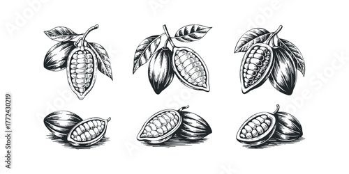 Cocoa Pods And Beans Collection