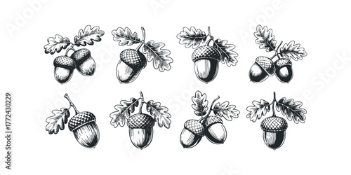 Oak acorn and leaves sketched in monochrome