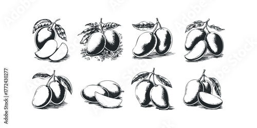 Eight Mango Fruit Illustrations with Leaves and Slices
