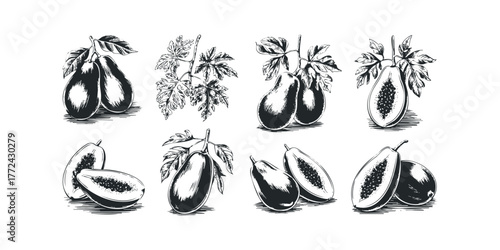 Ornate Drawing of Papayas and Eggplants with Leaves