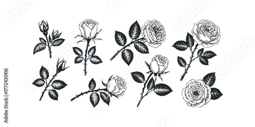 Rose Branches and Buds Sketch Collection