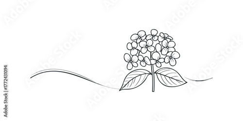 Outline of a Hydrangea Flower Cluster with Leaves and Swirl
