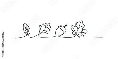 Continuous line drawing of oak leaves and acorn