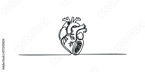 Continuous Line Drawing of a Human Heart