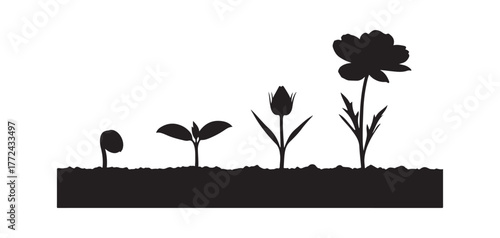 The development of a flower against a white background

