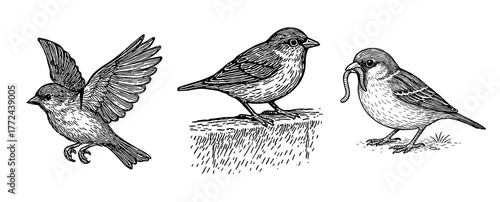 飛び立つスズメと餌をくわえたスズメのペン画セット、Pen Drawing Set of Flying and Feeding Sparrows
