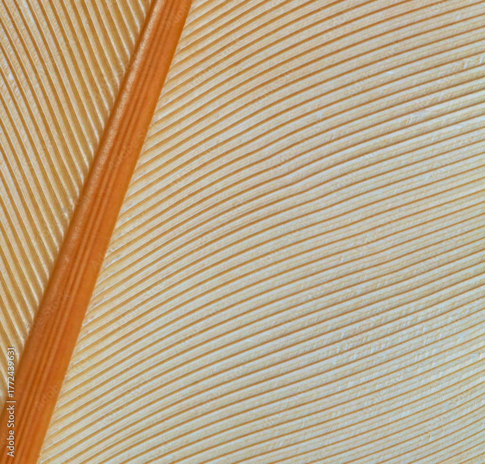 Obraz premium Bright buff orpington chicken feather macro for a background