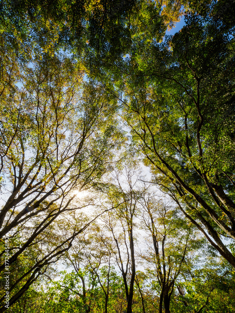 Obraz premium 大木に覆われた六甲山の登山道