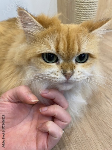 Photography A ragamuffin cat has brown fur is sitting down on the floor