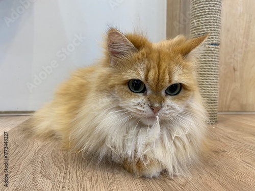 Bilde på lerret A ragamuffin cat has brown fur is sitting down on the floor