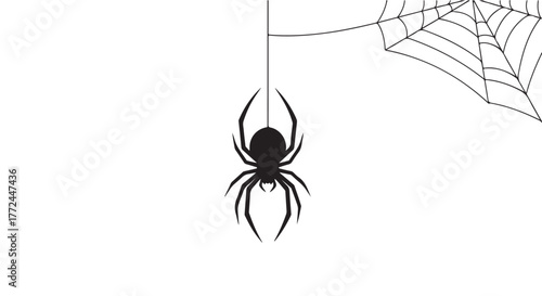 Black spider hanging on a web with white background